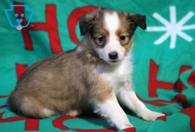 Tinker Sheltie3 image