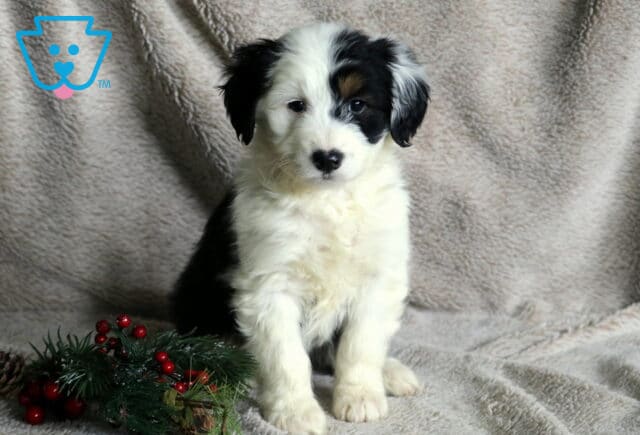 Tinsel Poodle MIx image