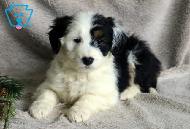 Tinsel Poodle MIx2 image