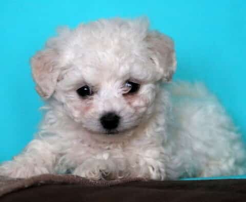 Tiny Bichon