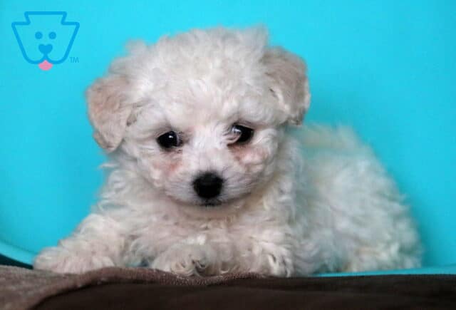 Tiny Bichon image