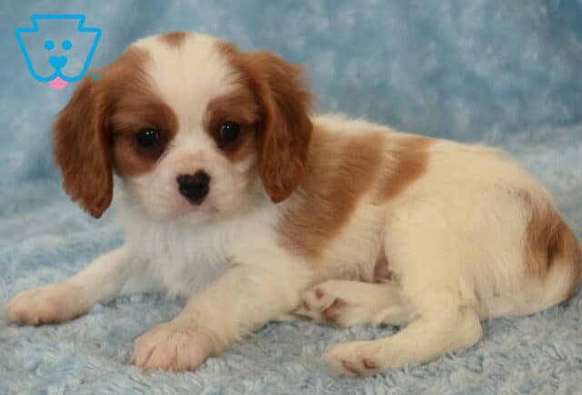 Toby Cavalier2 image