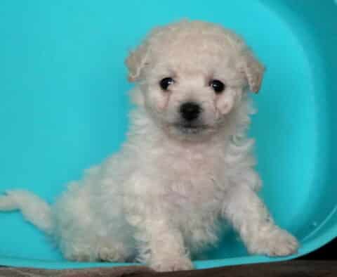 Tootsie Bichon