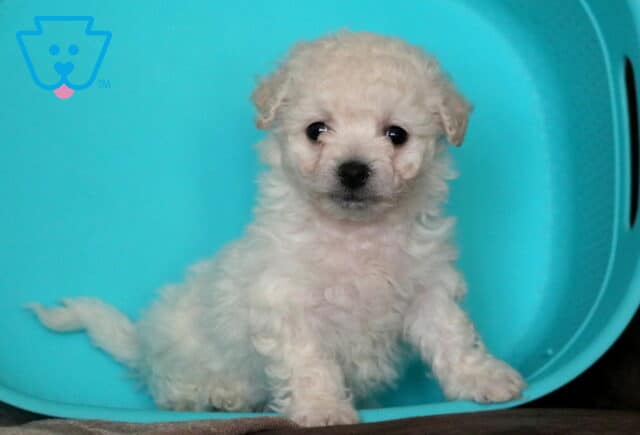 Tootsie Bichon image
