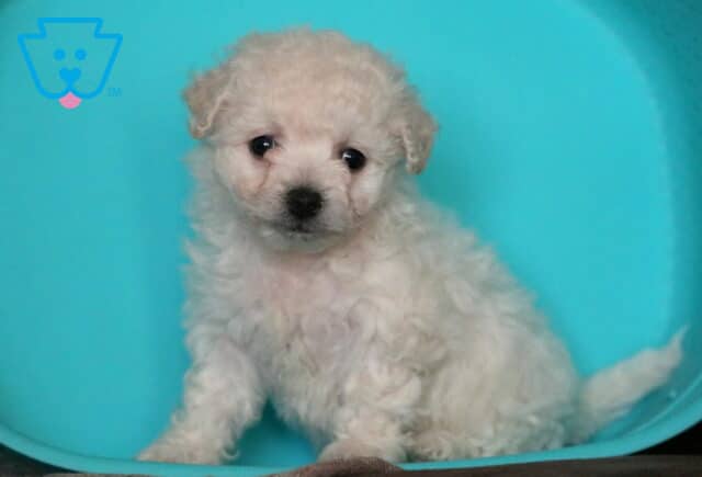 Tootsie Bichon2 image