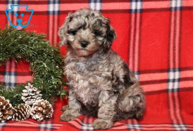Tootsie Cavapoo image