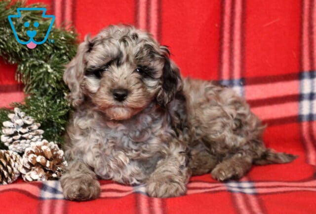 Tootsie Cavapoo2 image