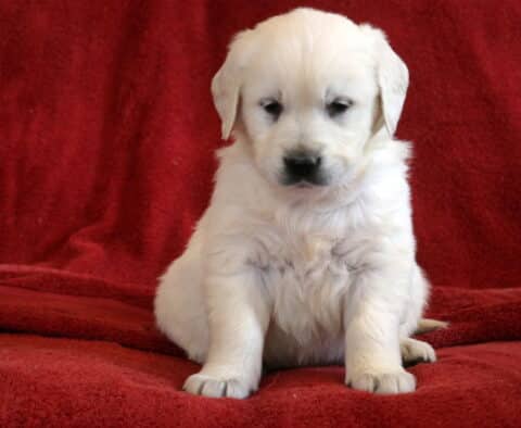 Tootsie Eng Cream Golden