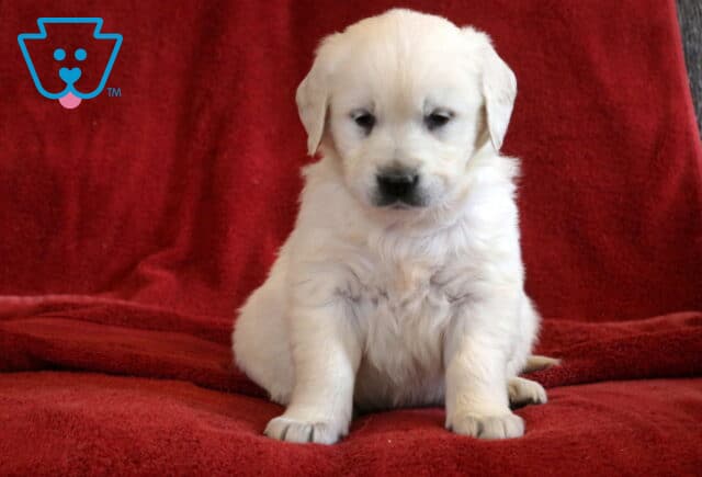 Tootsie Eng Cream Golden image