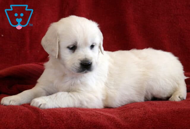 Tootsie Eng Cream Golden2 image