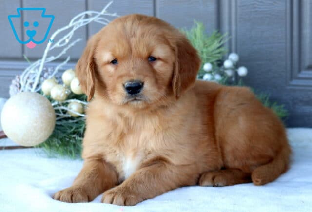 Tootsie Golden Retriever2 image