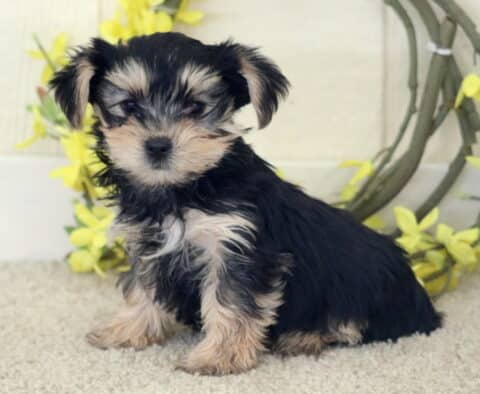 Tootsie Yorkie
