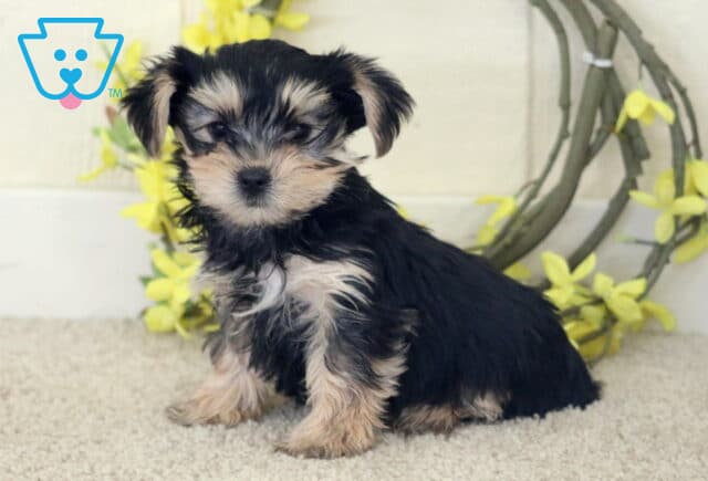 Tootsie Yorkie image