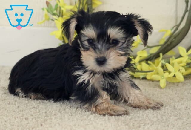 Tootsie Yorkie2 image