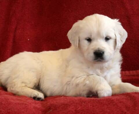 Tori Eng Cream Golden