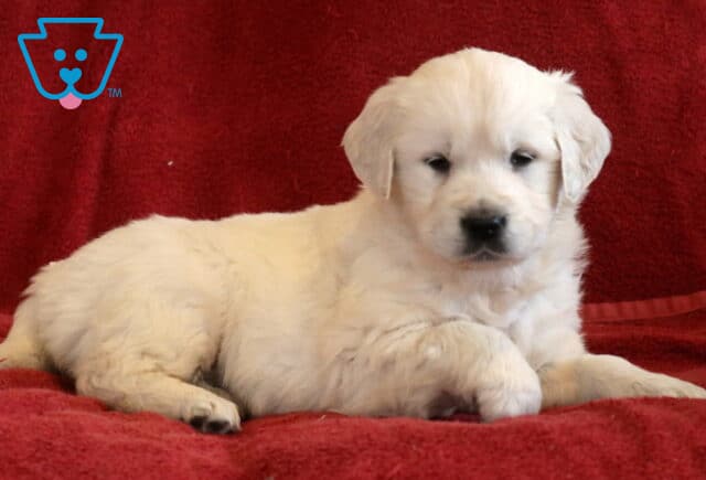 Tori Eng Cream Golden image