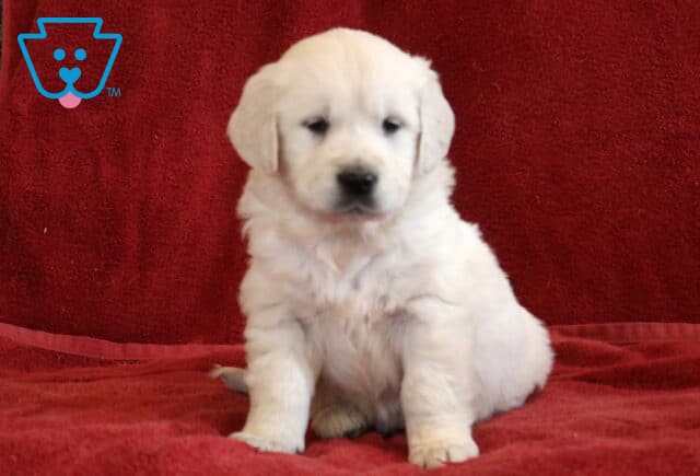 Tori Eng Cream Golden2 image