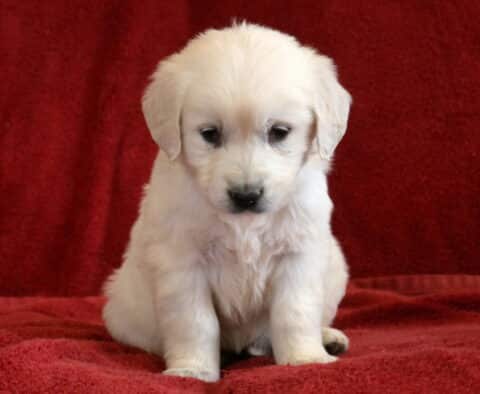 Trina Eng Cream Golden