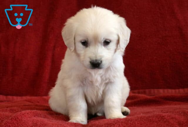 Trina Eng Cream Golden image