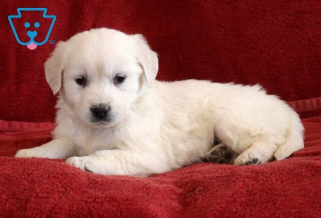 Trina Eng Cream Golden2 image