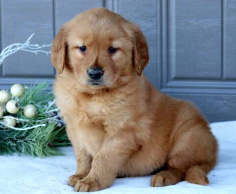 Trinity Golden Retriever