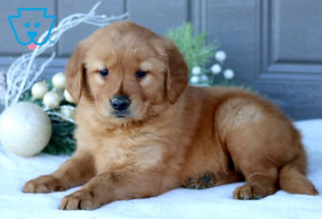 Trinity Golden Retriever2 image