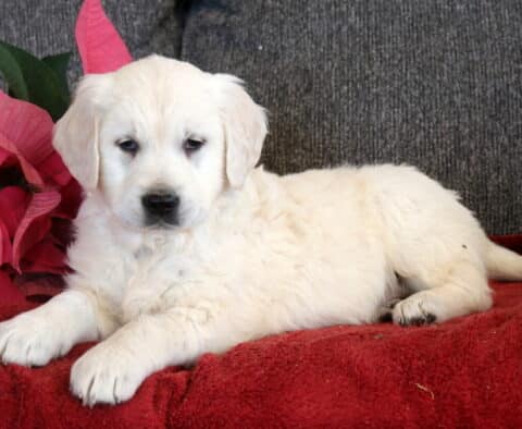 Trixie Eng Cream Golden