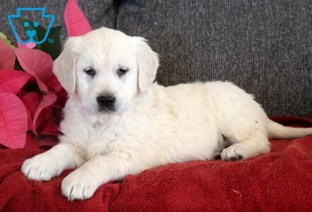 English Cream Golden Retriever puppy stretched out on a red blanket, featuring a soft cream-colored coat, dark nose, and calm expression with pink poinsettia leaves in the background. image
