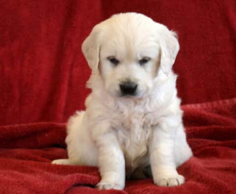 Trixie Eng Cream Golden