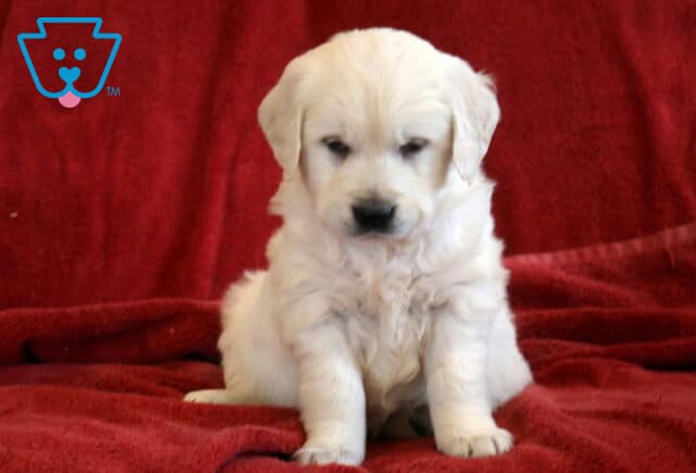 Trixie Eng Cream Golden image