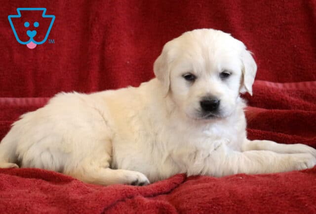 Trixie Eng Cream Golden2 image