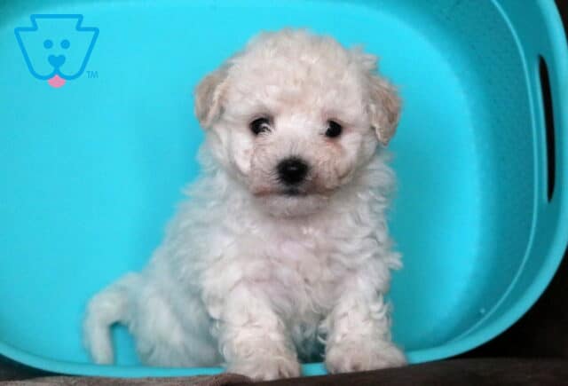Tucker Bichon image