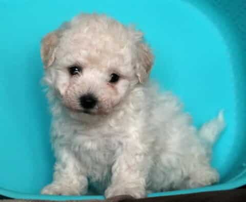 Tucker Bichon2