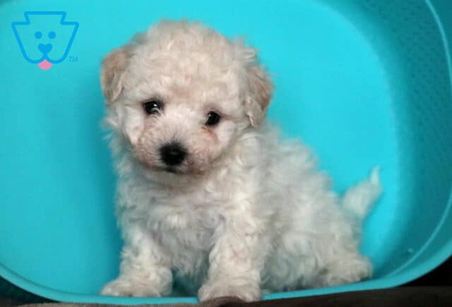 Tucker Bichon2 image