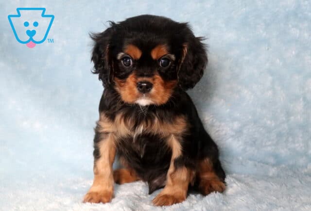 Turbo Cavalier image