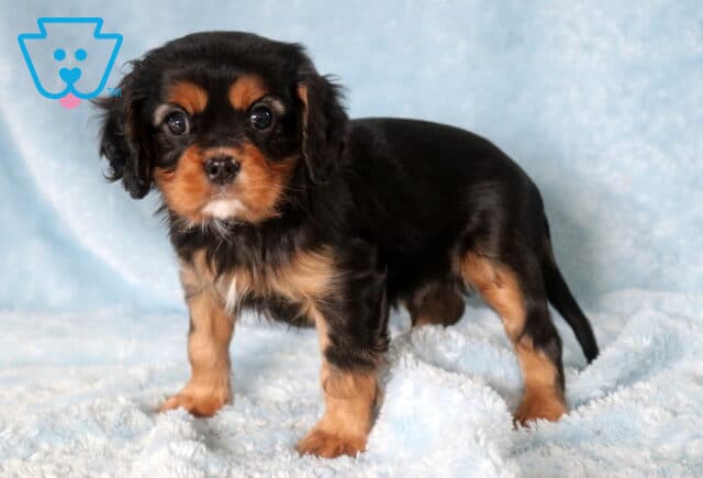 Turbo Cavalier2 image