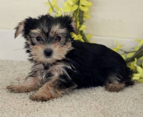 Twila Yorkie
