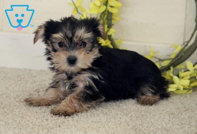 Yorkshire Terrier (Yorkie) puppy with a black and tan coat lying on a soft beige blanket with yellow floral accents in the background. image