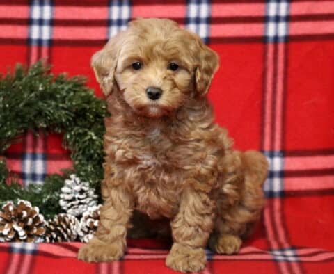 Twinkle Cavapoo