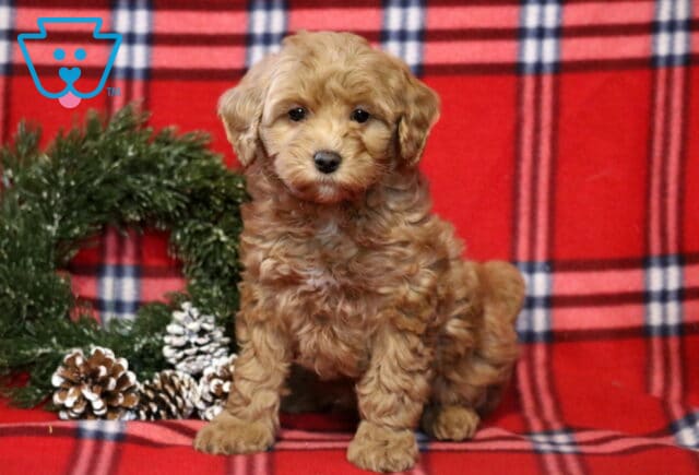 Twinkle Cavapoo image