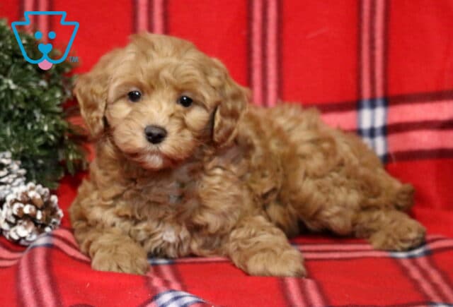Twinkle Cavapoo2 image