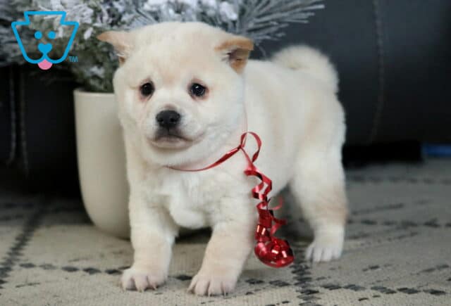 Twinkle Shiba Inu image