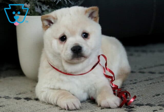 Twinkle Shiba Inu2 image