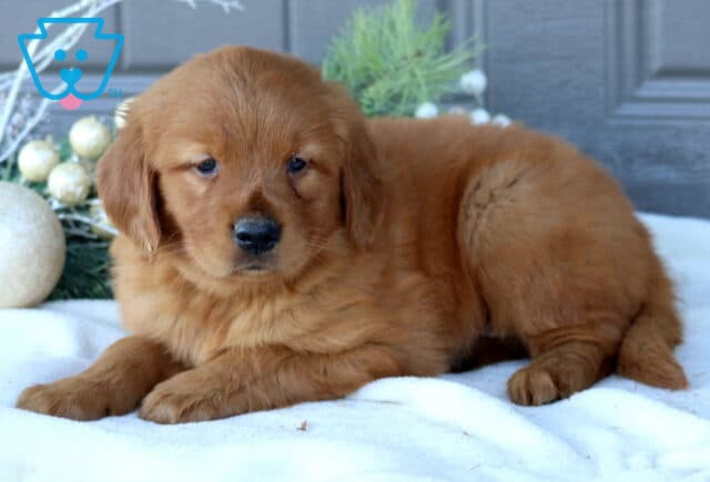 Tyla Golden Retriever image