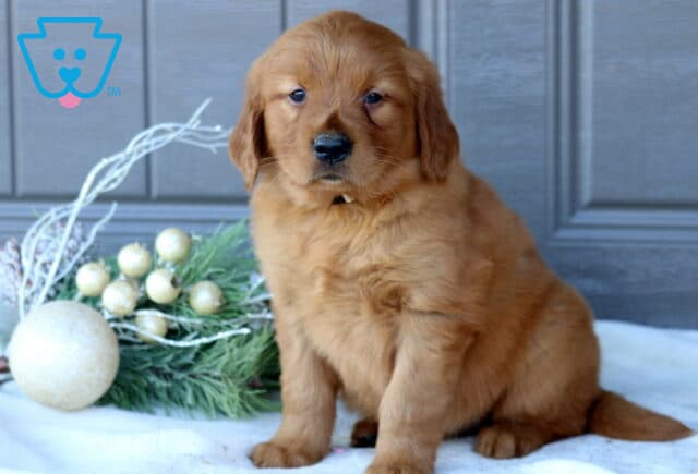 Tyla Golden Retriever2 image
