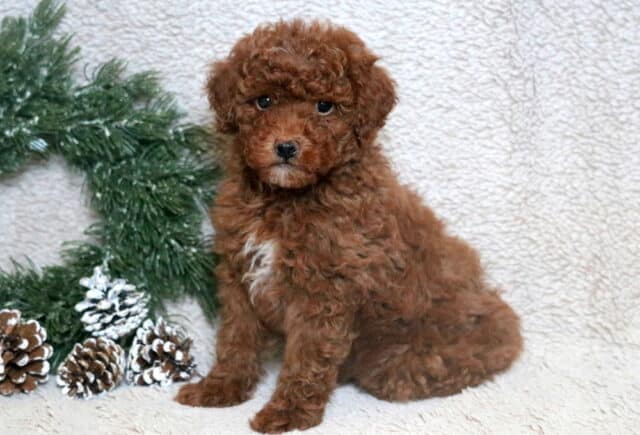 Van Mini Poodle image