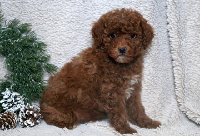 Van Mini Poodle2 image