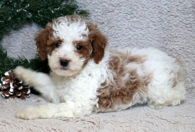 Victor Mini Poodle2 image
