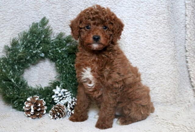 Vince Mini Poodle image