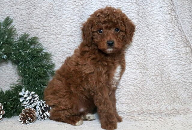 Vince Mini Poodle2 image